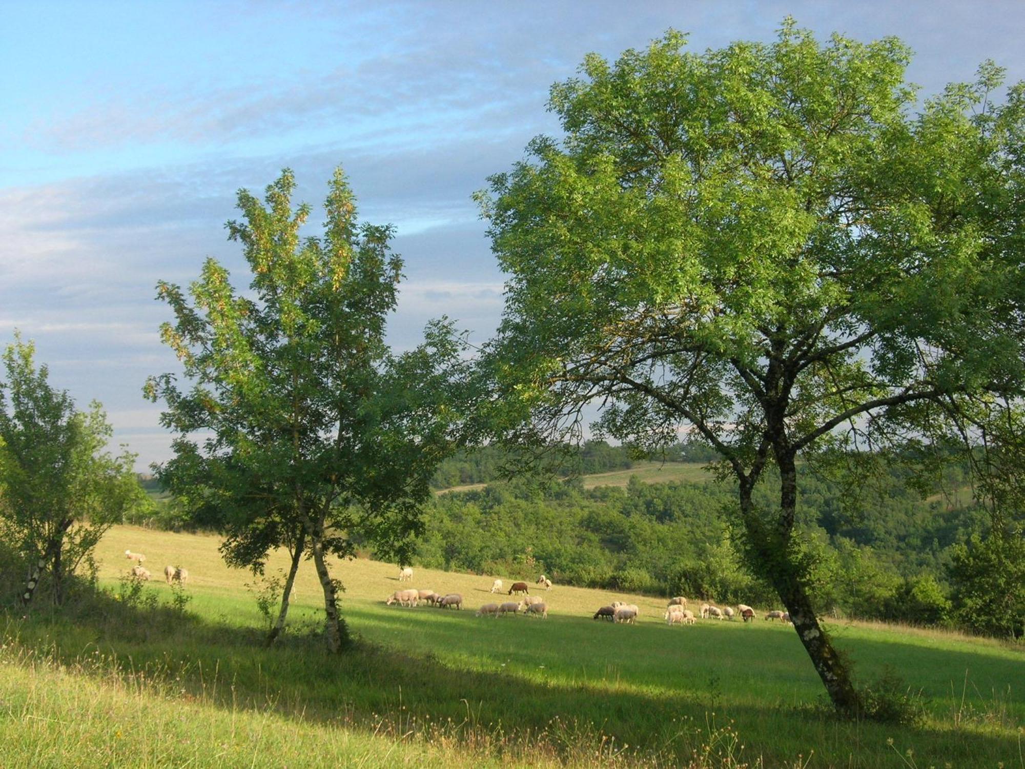 Les Hauts D'Albas Albas  Стая снимка