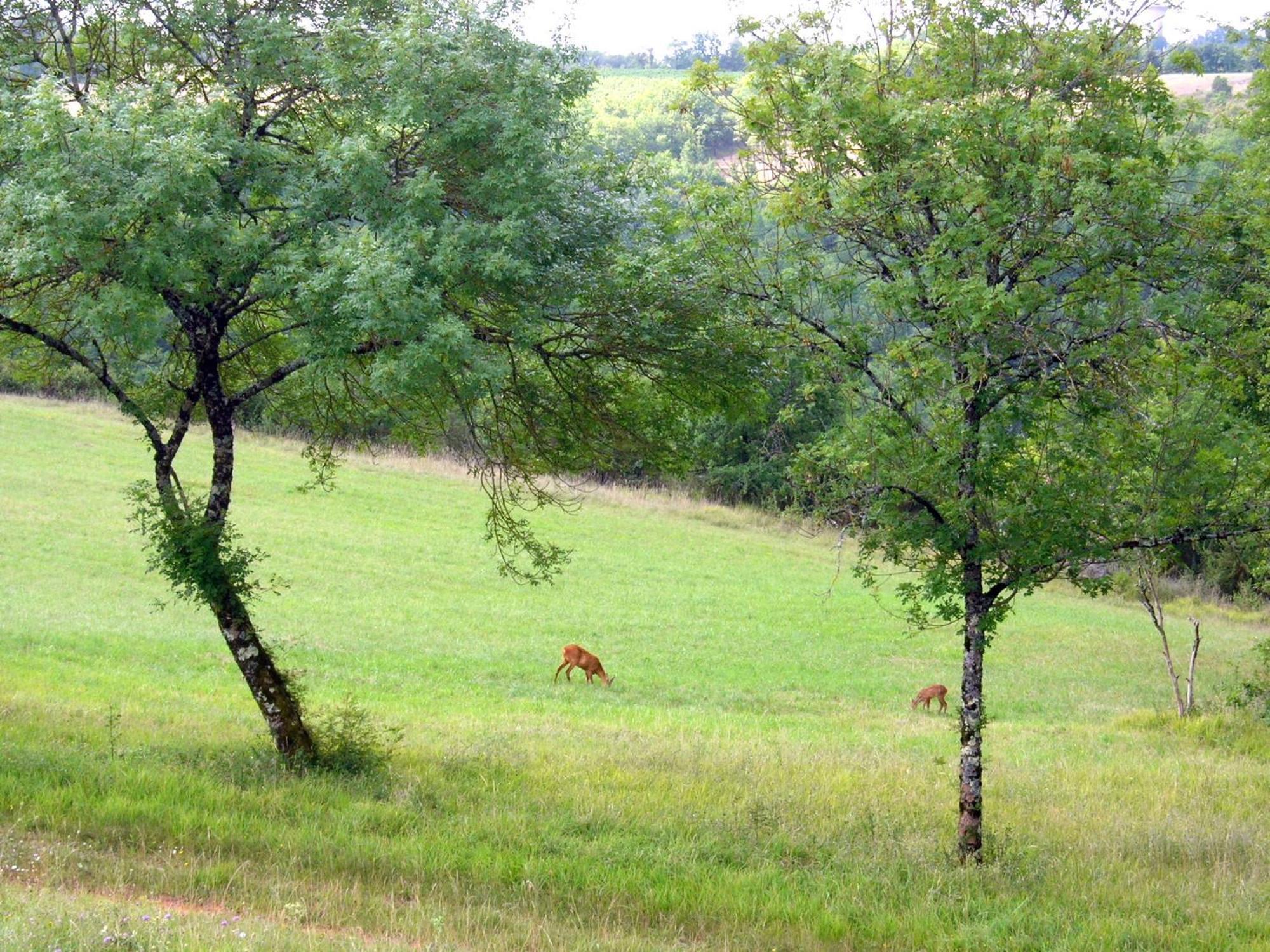 Les Hauts D'Albas Albas  Стая снимка